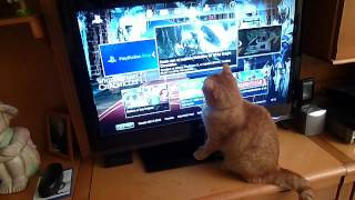 Cat playing video game on tv (funny!)