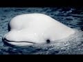 Pierce Brosnan: Don't Let the Belugas Go Silent