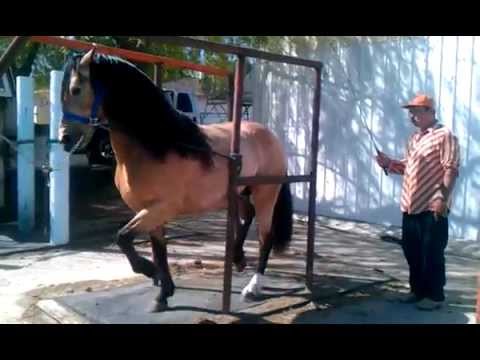 Hình ảnh trong video Caballos Bailadores, Azteca de David Gonzalez