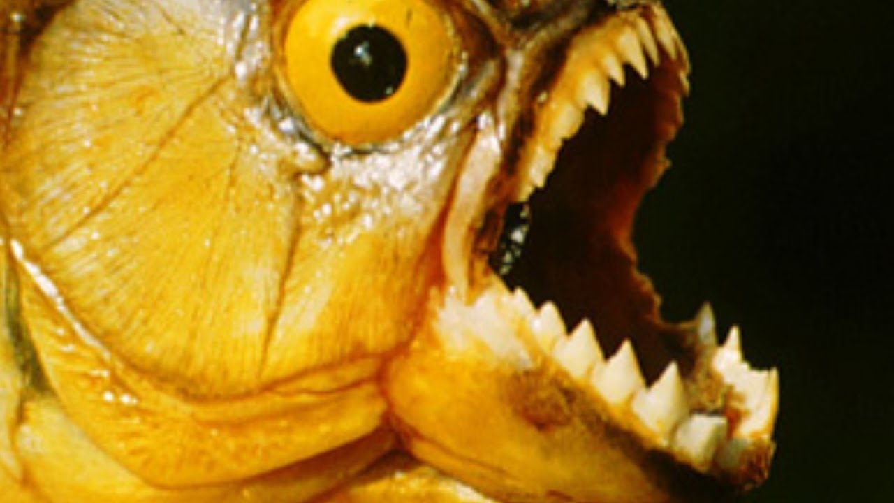 5 TERRIFYING PREDATORS of the Amazon River Basin! YouTube