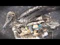 Hungry Beast - pacific ocean garbage dump