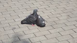 Loving pigeons in Riga