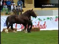 Todo un éxito fue la presentación del Criadero de Caballos Pupunahue