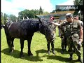 Todo un éxito fue la presentación del Criadero de Caballos Pupunahue