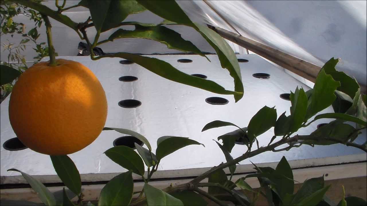 hydroponic gardening on youtube