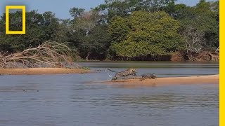 美洲豹從水中躍出伏擊凱門鱷