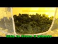 building a 5 Plants, legal medical marijuana grow room part 04 - http://www.limbo-co.com