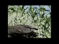 Drug Wars - Columbia