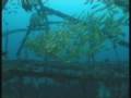 scuba diving The Alma Jane Wreck - puerto galera R.P