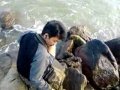 pagi hari di pinggir pantai album artwork