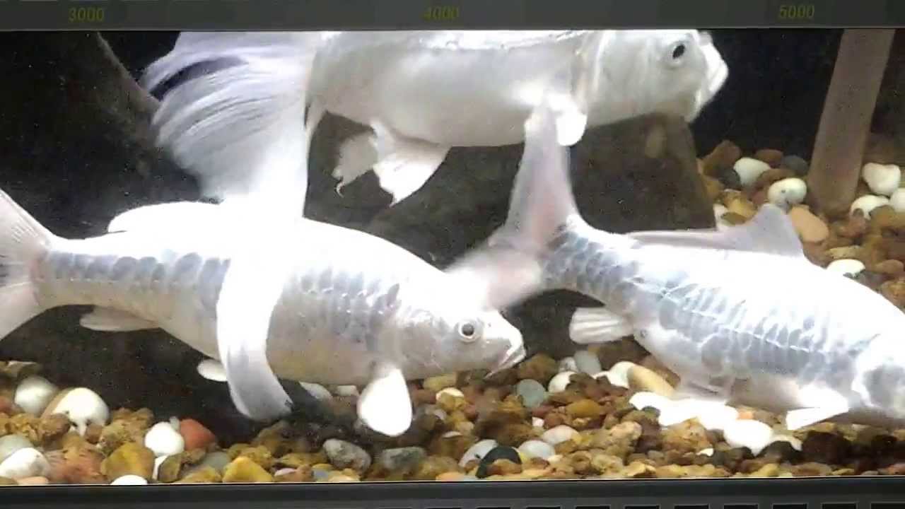 whitecap fish