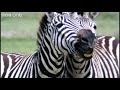 Funny Talking Animals - Walk On The Wild Side - Series 2 Episode 1 preview - BBC One