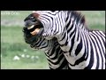 Funny Talking Animals - Walk On The Wild Side - Series 2 Episode 1 preview - BBC One