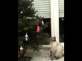 Chat de Noël
