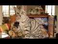 French Poems on Cats by Maurice Carême - Slow and Fast Reading