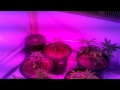 1200W Grow Room Setup