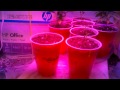 1200W Grow Room Setup