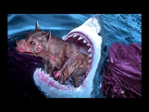 shark puppy shark vs omg shark puppy shark vs omg