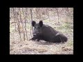 Prase divoké (Sus scrofa)
