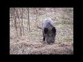Prase divoké (Sus scrofa)