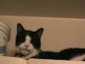 lucky on cupboard lucky on cupboard