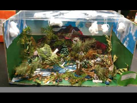 7th Grade Biome Projects - YouTube