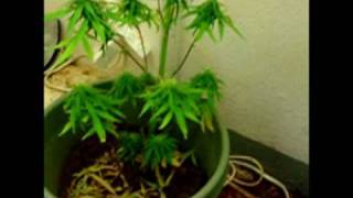 Cfl Weed Grow