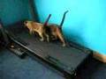 2 funny cats / kittens running on the treadmill