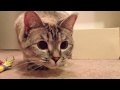 nala loves laser :)