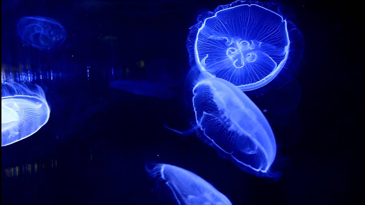 Fluorescent Jellyfish (Glow in the Dark) YouTube