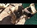 Syria has destroyed all of its declared chemical weapons production and mixing facilities,...

euronews, the most watched news channel in Europe
Subscribe for your daily dose of international news, curated and explained:http://eurone.ws/10ZCK4a
Euronews is available in 13 other languages: http://eurone.ws/17moBCU

http://www.euronews.com/2013/10/31/opcw-says-syrian-chemical-weapons-facilities-destroyed
Syria has destroyed all of its declared chemical weapons production and mixing facilities, according to the international chemical weapons watchdog.

The Organisation for the Prohibition of Chemical Weapons, the OPCW, says Syria met its main obligation by Friday\'s deadline as part of an ambitious disarmament programme.

The OPCW says its teams have inspected 21 out of 23 chemical weapons sites across the country. The other two are too dangerous to inspect, it reports, but the equipment had already been moved to other inspected sites.

Under a Russian-American brokered deal, Damascus agreed to destroy all its chemical weapons after Washington threatened to use force in response to the killing of hundreds of people in a sarin attack on the outskirts of Damascus in August. 

By mid-2014, Syria must also destroy its entire stockpile of chemical weapons.



Find us on:  
Youtube http://bit.ly/zr3upY 
Facebook http://www.facebook.com/euronews.fans
Twitter http://twitter.com/euronews