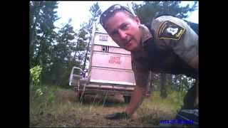 Yukon Black bear sow and cubs release.