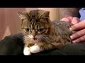 After the Show Show: Lil BUB