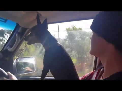 Funny dog barking at kangaroos
