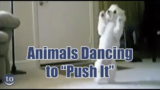 Animals Dancing to Salt-n-Pepa's 'Push It'