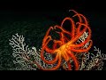 Undersea Volcanoes - BBC Planet Earth