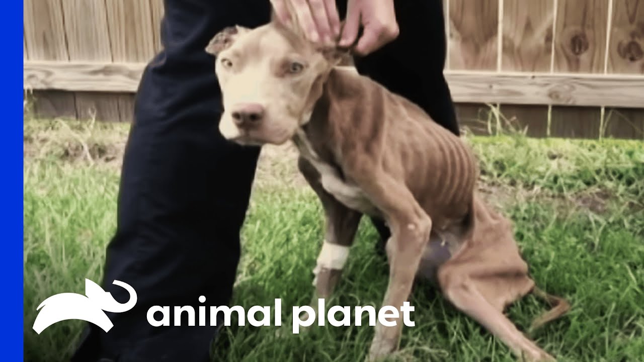 Police Rescue Malnourished Pup | Pit Bulls and Parolees - YouTube Police Rescue Malnourished Pup | Pit Bulls and Parolees - YouTube