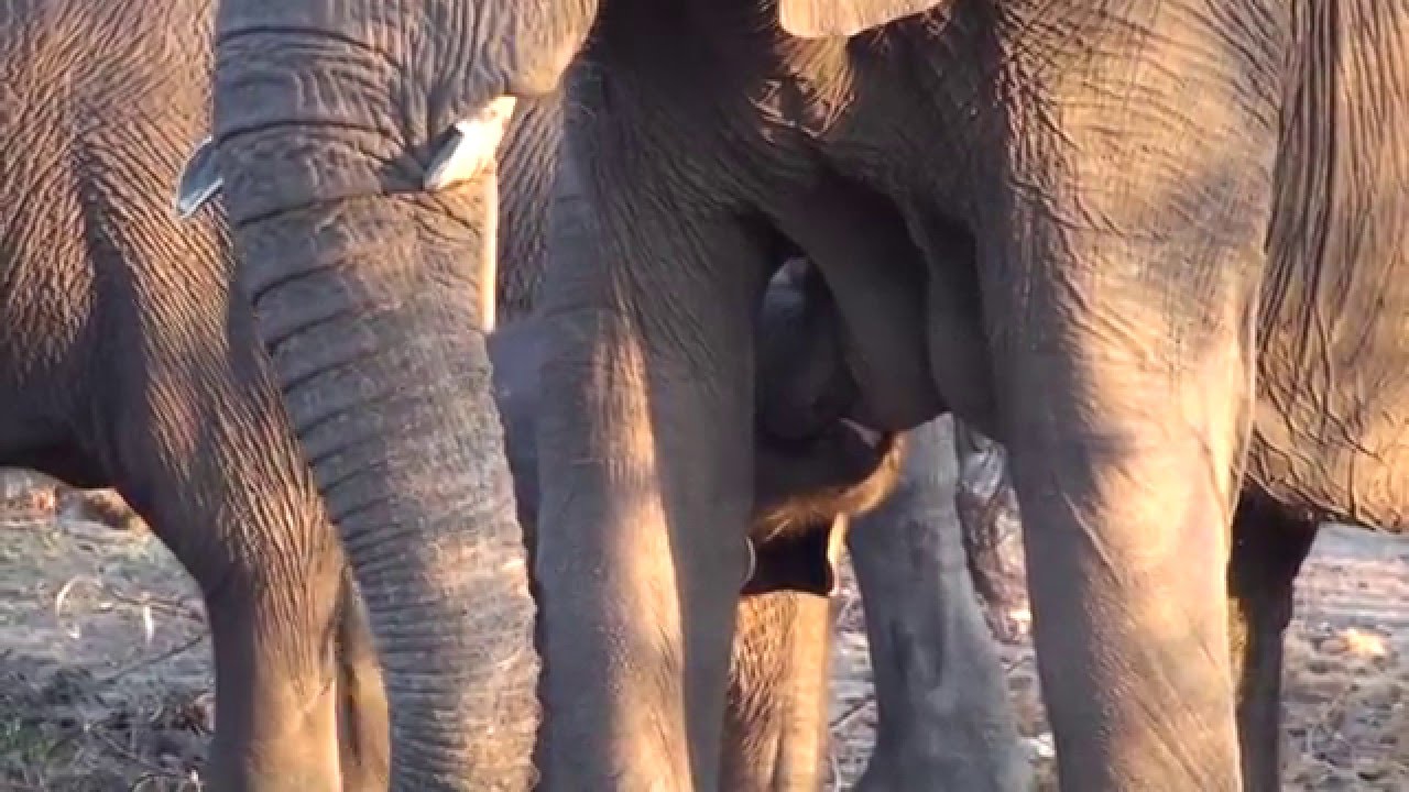 BABY ELEPHANT NURSING - YouTube