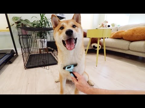 first time grooming my dog