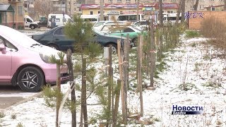 Пожилой бердчанин высадил в Микрорайоне хвойную аллею