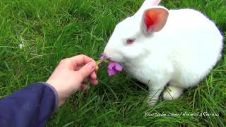 White Bunny Rabbit Eating Flowers and Grass - Cute Pet To Have