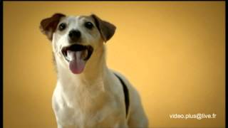 Pub Croquettes Pour Chien Pedigree Hd Youtube