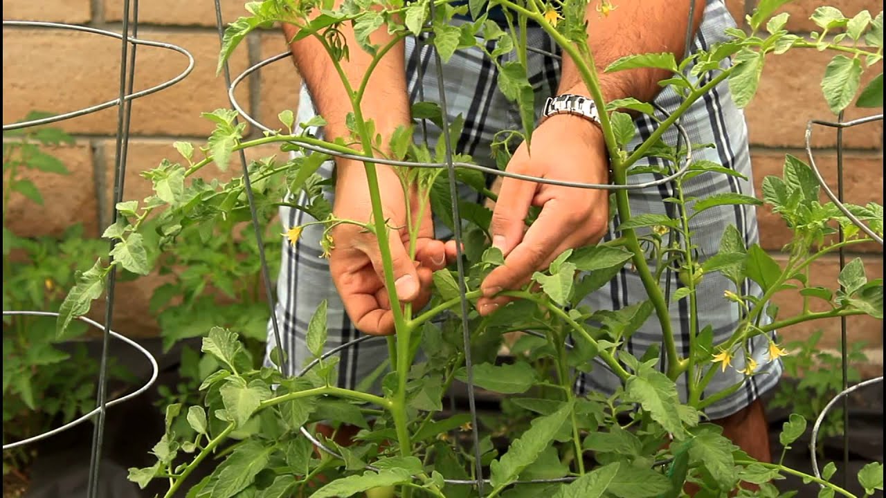 Pruning your Tomato Plants to get Big Tomatoes with