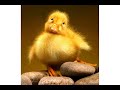 Have a Happy Quacky Birthday - Humor & Fun ecards - Birthday Greeting Cards