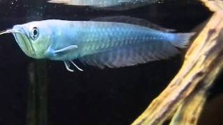 blueberry arowana for sale