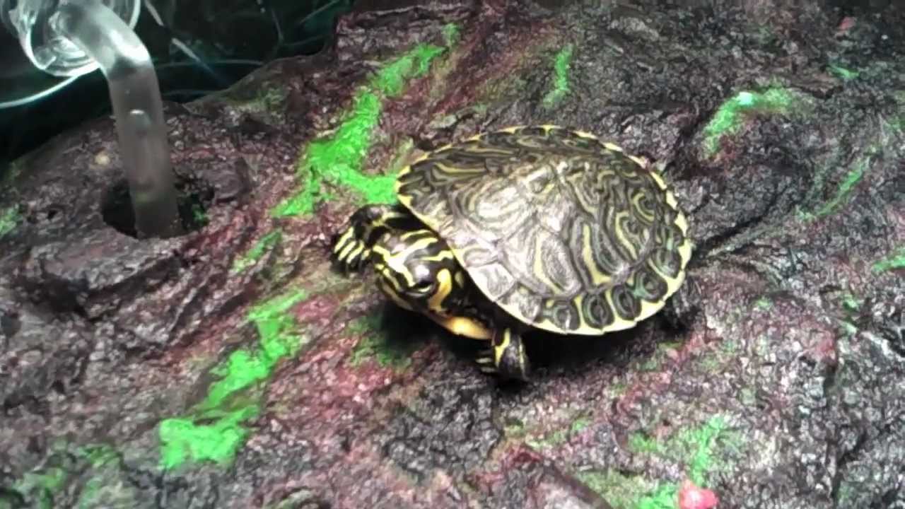 aquatic turtles turtle eats fishes 20 gallon long turtle tank youtube aquatic turtles turtle eats fishes 20 gallon long turtle tank youtube