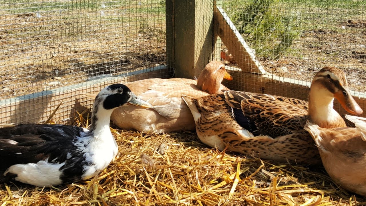 PredatorProof Duck House and Attached Night Pen YouTube