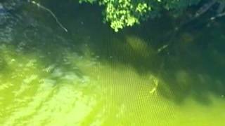 Fox 2 news Detroit -Dead Body in Water