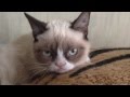 Grumpy Cat Grumpy Cat