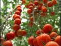 La nueva industria de produccion de tomates en invernadero